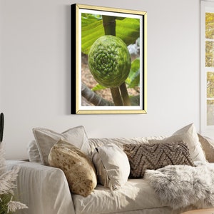 May include: A close-up of a green fig growing on a branch. The fig has a spiral pattern and is surrounded by green leaves.