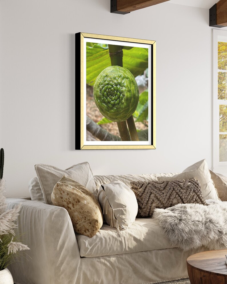 May include: A close-up of a green fig growing on a branch. The fig has a spiral pattern and is surrounded by green leaves.