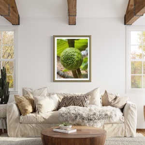 May include: A close-up of a green fig growing on a branch. The fig has a unique, textured surface and is surrounded by green leaves.