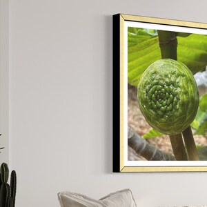 May include: A close-up photograph of a green fig growing on a branch. The fig has a unique spiral pattern on its surface.