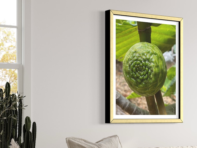 May include: A close-up photograph of a green fig growing on a branch. The fig has a unique spiral pattern on its surface.