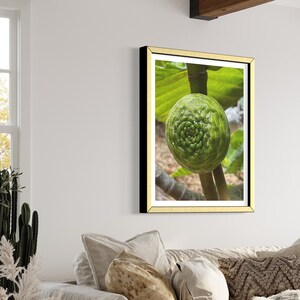 May include: A close-up photograph of a green fig growing on a branch. The fig has a unique spiral pattern on its surface.