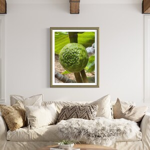 May include: A framed photograph of a green fig growing on a branch. The fig has a unique spiral pattern on its surface.