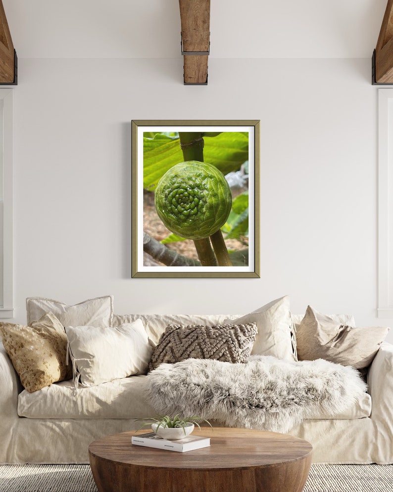 May include: A framed photograph of a green fig growing on a branch. The fig has a unique spiral pattern on its surface.