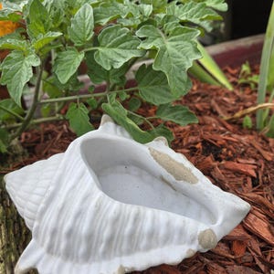 May include: A white ceramic seashell planter with a textured surface. The planter is in the shape of a conch shell and is surrounded by brown mulch and green plants. The planter is approximately 10 inches long.