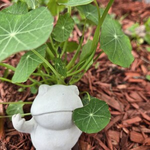 Può includere: Una piccola statua di rana in cemento grigio con un braccio alzato, che tiene una foglia verde. La rana è circondata da piante verdi con grandi foglie rotonde e si trova su un letto di pacciame marrone.