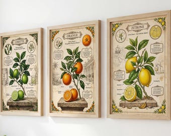 Set of 3 Citrus Fruit Vintage Posters | Kitchen Wall Art Set | Bar Decor Tropical | Botany German | A1/A2/A3/A4 250g paper
