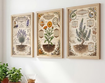 May include: Three framed botanical prints with detailed illustrations of herbs and flowers, including lavender and calendula. The prints feature scientific diagrams and text, displayed in a light-colored wooden frame. The artwork is displayed on a white wall in a kitchen setting.