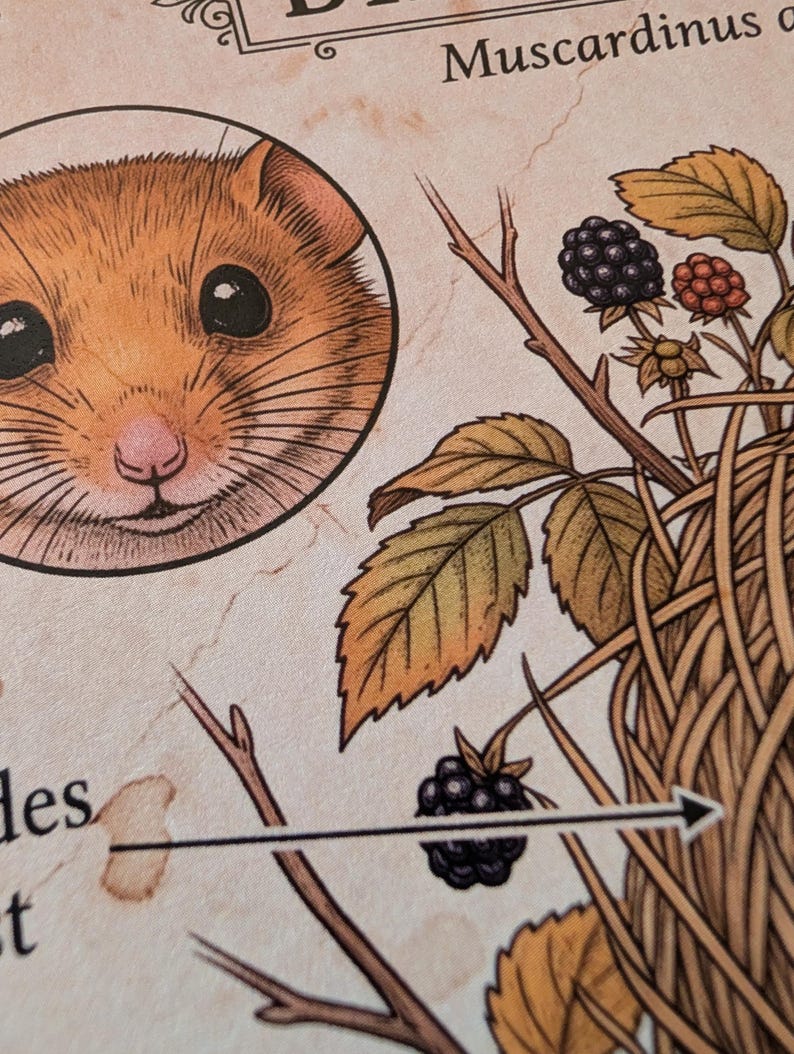 Op de afbeelding: Een gedetailleerde illustratie op gestructureerd papier met een close-up van het gezicht van een bruine hazelmuis in een cirkel, naast een geweven nest van takjes, groene en bruine bladeren en rijpe zwarte en rode bramen met de tekst Muscardinus.