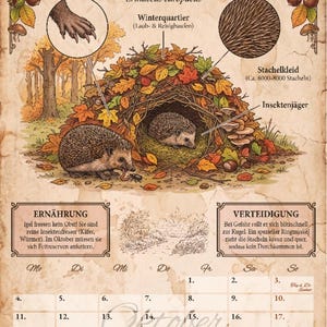 Op de afbeelding: Een vintage-stijl oktober kalenderblad getiteld DER IGEL met illustraties van egels in een bladerhoop, een detailweergave van een poot en stekels, en tekstblokken over hun dieet en verdedigingsmechanismen op een achtergrond van perkament.