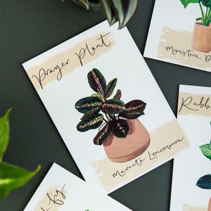 Carte postale de plante de prière Maranta - cadeau illustré de plante d'intérieur par Sunshine pour le petit déjeuner