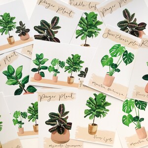 House plants postcard illustrated house plants by Sunshine for Breakfast image 8