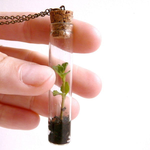 Vial necklace terrarium plant ( green, nature, living, ecosystem, forest, woodland ) 65