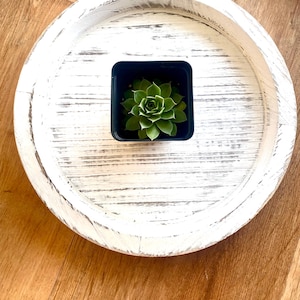 Old growth hens and chicks individually in black nursery containers.
