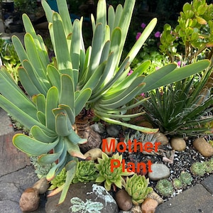 Aloe plicatilis (Fan Aloe) plant