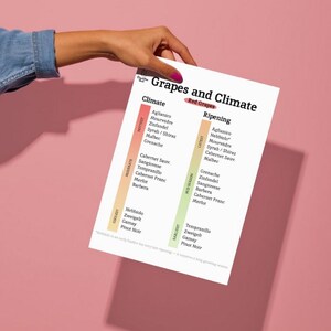 May include: A white paper titled "Grapes and Climate" is held against a pink background. The paper lists red grape varieties and their ripening times, with a color-coded climate guide. The paper is held by a person.