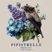 Kristy Pipistrelle