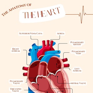 Anatomie des Herzens Beschriftungsaktivität für einfaches Lernen! Beschriften Sie die Kammern und Ventile, eine lustige Aktivität für alle Altersgruppen und Klassen!