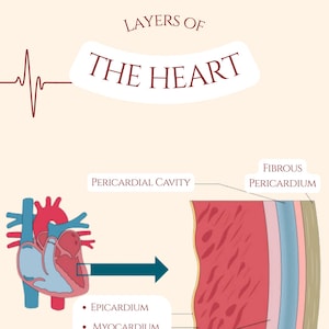 Könnte beinhalten: Diagramm der Schichten des menschlichen Herzens. Das Herz ist im Querschnitt dargestellt, wobei die Schichten beschriftet sind: Perikardhöhle, Faseriges Perikard, Epikard, Myokard und Endokard. Das Diagramm zeigt auch das Seröse Perikard.