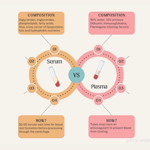 Könnte beinhalten: Ein Diagramm, das Blutserum und Blutplasma vergleicht. Serum ist der flüssige Teil des Blutes nach der Gerinnung, während Plasma der flüssige Teil des Blutes vor der Gerinnung ist. Das Diagramm zeigt die Zusammensetzung jedes Bestandteils, einschließlich der wichtigsten Komponenten und wie sie gewonnen werden.