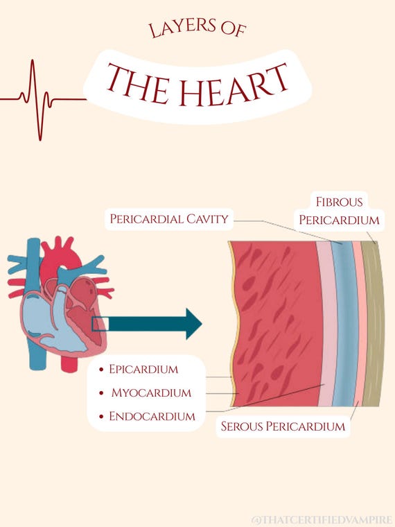 Layers Of Heart Wall Labeled