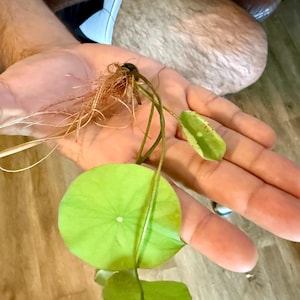 May include: A small aquatic plant with a cluster of thin, light brown roots and several round, bright green leaves attached to slender stems. The plant features a distinct central white dot on each leaf surface, showcasing a delicate structure.