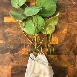 May include: A live plant with multiple thin, brown stems and round, flat, light green leaves. The base of the stems is wrapped in a white paper towel, securing the root system for transport while keeping the foliage visible and intact.