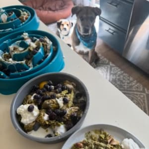 Op de afbeelding: Hondenvoer in blauwe en grijze kommen. Het voer bevat blauwe bessen, eieren en een groen mengsel. Op de achtergrond zijn twee honden te zien, waarvan één met een blauwe bandana. De honden kijken naar het voer.