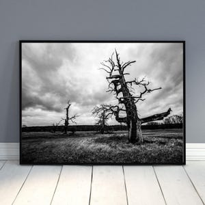 Fotografía de paisajes en blanco y negro de árboles en descomposición: Arte mural rústico y melancólico (descarga digital)