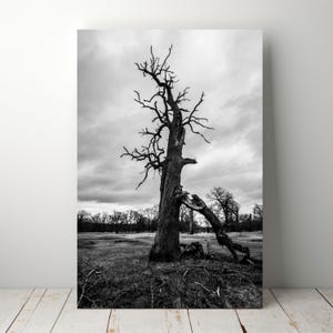 Impression d&#39;arbre brisé noir et blanc de mauvaise humeur : art mural photographie forêt rustique (téléchargement numérique)