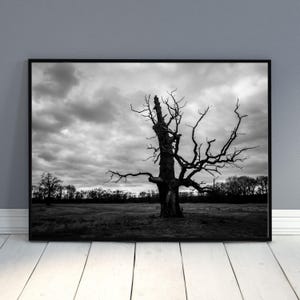 Arte mural de árbol muerto solitario: fotografía de naturaleza melancólica en blanco y negro, descarga digital de paisaje forestal, decoración rústica minimalista