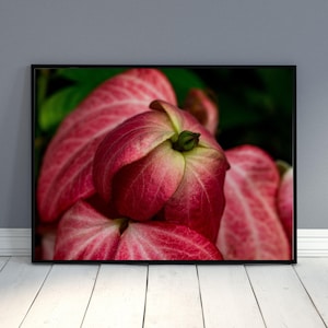 May include: A framed print featuring a close-up of a pink flower with large, veined petals. The flower's center is a darker shade of pink, with a green bud. The background is a dark green, creating a contrast with the pink flower.