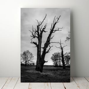 Arte mural de árboles muertos gemelos: impresión fotográfica de paisaje melancólico en blanco y negro, descarga digital de bosque minimalista, decoración rústica natural