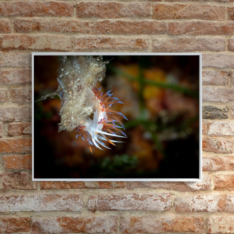 macro photo of a neon blue nudibranch