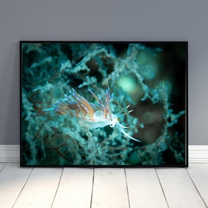 Nudibranch Wall Art Printable – Vibrant Underwater Macro Photography, Sea Slug Digital Print, Ocean Nature Decor, Marine Life Poster