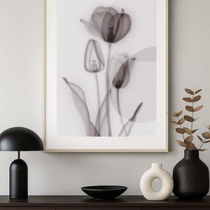 X-ray Botanical Art - Tulip