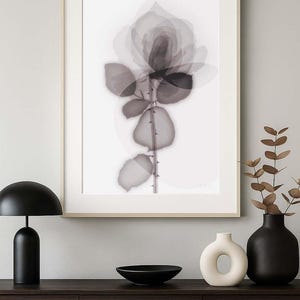 X-ray Botanical Art - Rose