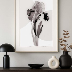 X-ray Botanical Art - Iris