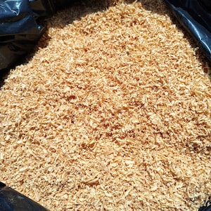 Fresh Tamarack pine shavings