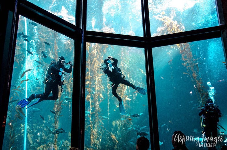 Scuba Divers in Monterey Bay Aquarium Monterey California Etsy