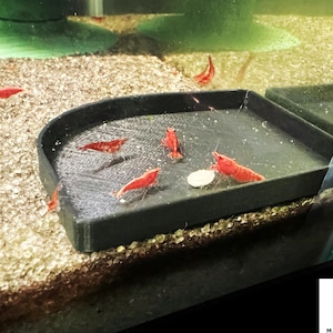 May include: A tank with red shrimp, some inside a black tray. The shrimp are bright red and contrast with the dark tray and the light-colored gravel at the bottom of the tank. The tank has a clear glass side.