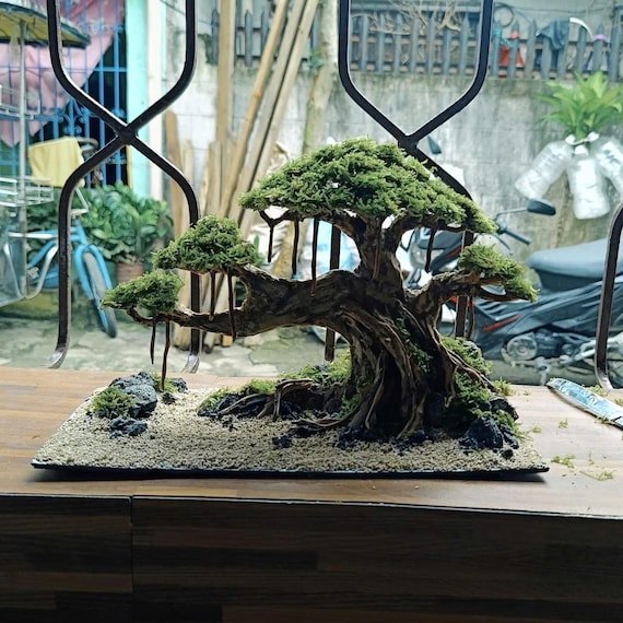 liguster bonsai blte Ligustrum