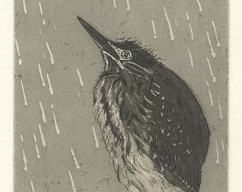 Perseids, Original Etching of Green Heron