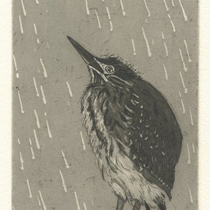 Perseidas, grabado original de la garza verde