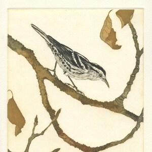 Black-and-white Warbler, Original Etching