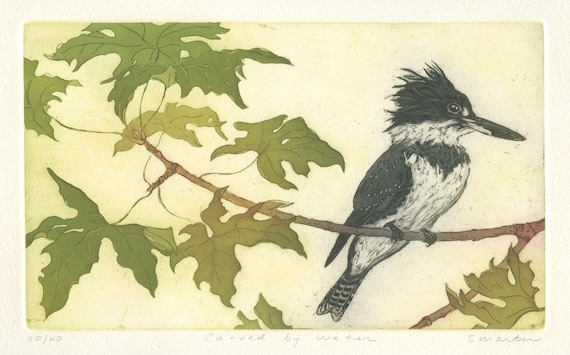 Belted Kingfisher in Bigleaf Maple, Original Aquatint etching