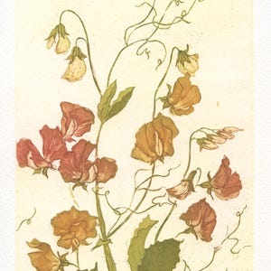 May include: A botanical print featuring delicate sweet pea flowers in shades of rust, orange, and pale yellow with green leaves and curling tendrils. The artwork includes the handwritten text "20/30", "Sweet peas", and "g martin" at the bottom.