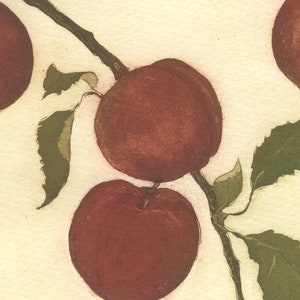 Pluots, Original Botanical Etching image 3