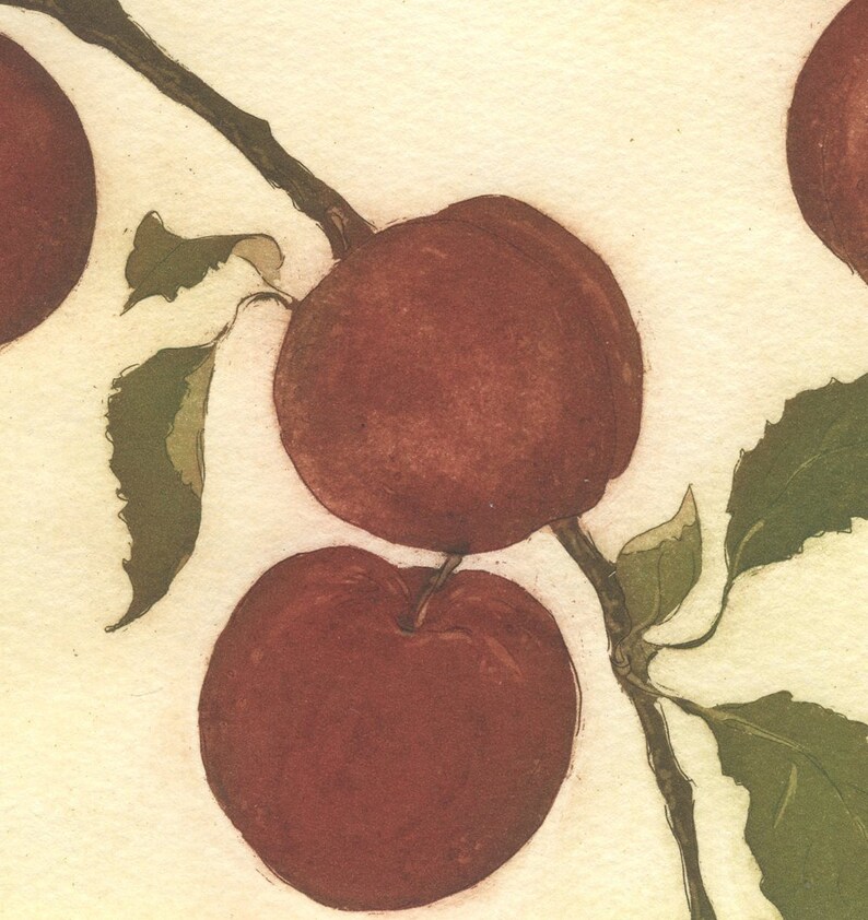 Pluots, Original Botanical Etching image 3