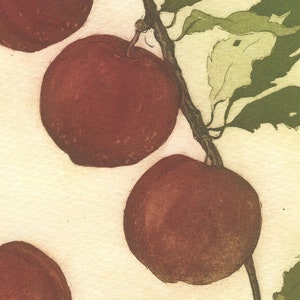 Pluots, Original Botanical Etching image 2